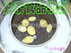 供應小型土豆脫皮機