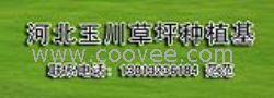 供应草坪 河北草坪 山东草坪 山西草坪 内蒙草坪 沧州草坪