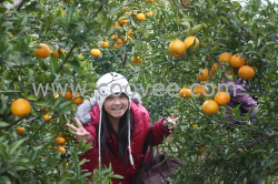 湖北温泉旅游摘桔子挖红薯,庄主农庄摘桔子挖红薯行程