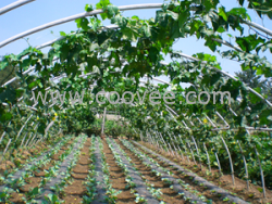 供應無機膠凝玻璃鋼材料機制大棚（溫室）骨架技術 ☆市