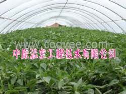 供应钢管腹膜蔬菜大棚 钢架温室大棚 中原温室工程