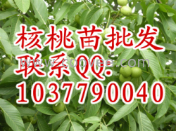 供應(yīng)8518核桃苗 9818核桃苗 香玲核桃苗 新疆薄殼核桃苗