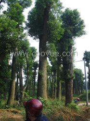 供应湖南香樟湖南香泡湖南苗木湖南花木湖南绿化交易基地