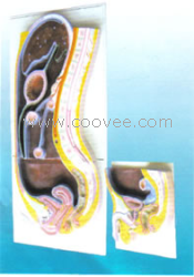 供应腹膜(矢状切面)医学模型
