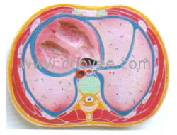 供应胸腔横断模型
