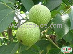 供應上海茶核桃