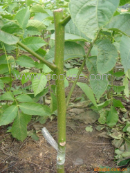 供應西藏核桃苗