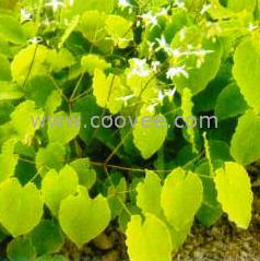 供应淫羊藿提取物,淫羊藿苷,Icariin ，Epimedium P.E.