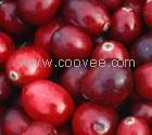 供应蔓越橘提取物Cranberry Extract