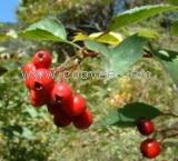 供应山楂果提取物Hawthorne Berry P.E.