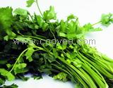 供应芹菜籽提取物Celery seed P.E.