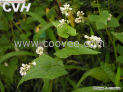 供應(yīng)蕎麥提取物Buckwheat Extract