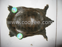 大批量杭州甲魚(yú)扣  蘇州營(yíng)銷(xiāo)中心