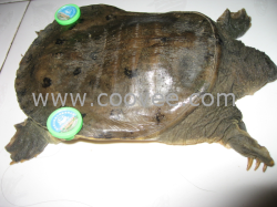 供應(yīng)的甲魚吊牌  蘇州營銷中心