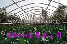 供应环保型蔬菜温室大棚骨架机