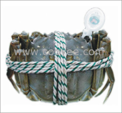 供應南通大閘蟹防偽扣