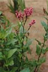 供應蓼藍提取物