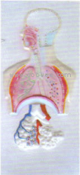 供應呼吸系統浮雕模型