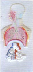 供應(yīng)呼吸系統(tǒng)浮雕模型