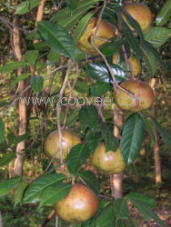 供應(yīng)大果紅花油茶種子 軟枝油茶種子油茶種