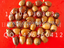 預定歐洲紅櫟種子|供應歐洲紅櫟種子|