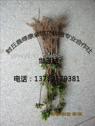 金銀花苗 金銀花種植技術(shù) 封丘綠康金銀花