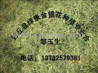 河南金银花价格 金银花种植 绿康金银花