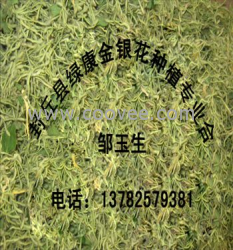 河南金银花 金银花种植技术 金银花