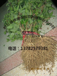 金银花苗 河南金银花苗新价格 金银花苗