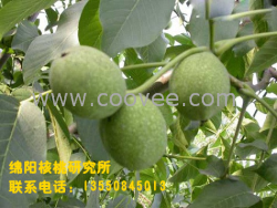 巴中新核桃苗，巴中新核桃苗價(jià)格