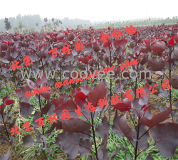 全紅楊價格北京萬林園全紅楊價格