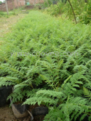 蓝花楹种植基地