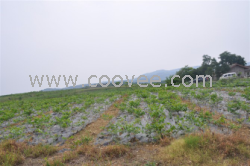 供應核桃苗價格|四川核桃苗價格|重慶核桃苗價格|貴州核桃苗價格