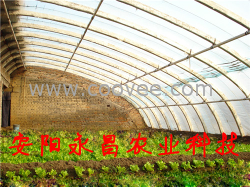 河南新型水果蔬菜建设大棚