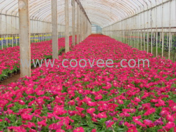 供應(yīng)多功能大棚支架機 天億溫室工程