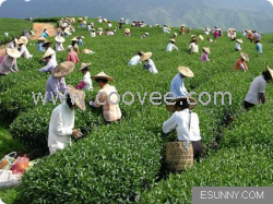 工人用茶铁观音 二级铁观音 工厂茶 耐泡 清香