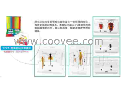 供應千帆有機高分子包埋式少兒益智標本