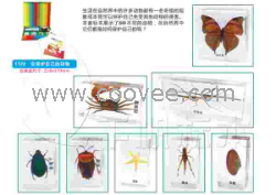 供應千帆有機高分子包埋式少兒益智標本