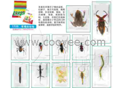 供應千帆有機高分子包埋式少兒益智標本