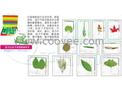 供應千帆有機高分子包埋式少兒益智標本