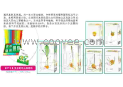 供應千帆有機高分子包埋式少兒益智標本
