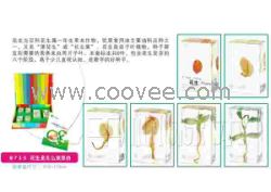 供應千帆有機高分子包埋式少兒益智標本