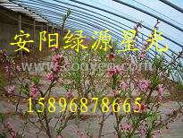 供應(yīng)解說(shuō)大棚骨架機(jī)配方 安陽(yáng)綠源星光