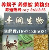 丰润生物.武汉丰润兴农（02782668188）特种养殖蜈蚣养殖视频