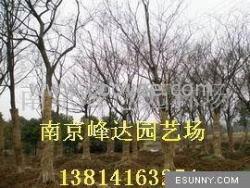 供應(yīng)南京櫸樹苗木 櫸樹苗圃批發(fā)市場價格優(yōu)惠`