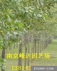 供應意楊`南京意楊苗圃批發(fā)直銷