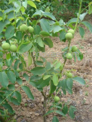 简阳核桃苗、简阳核桃苗价格，简阳核桃苗特点，简阳核桃苗批发