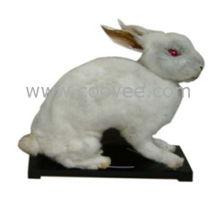 供應(yīng)兔外形標(biāo)本