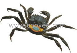 供應綁在螃蟹背上的防偽標記