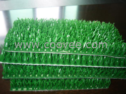 供應(yīng)淘金草